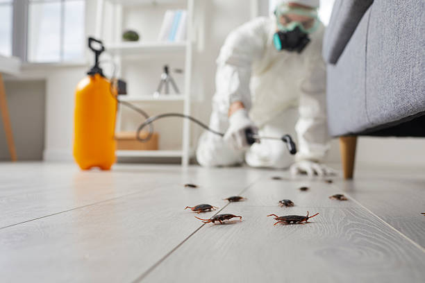 Commercial Rodent Management in Petal